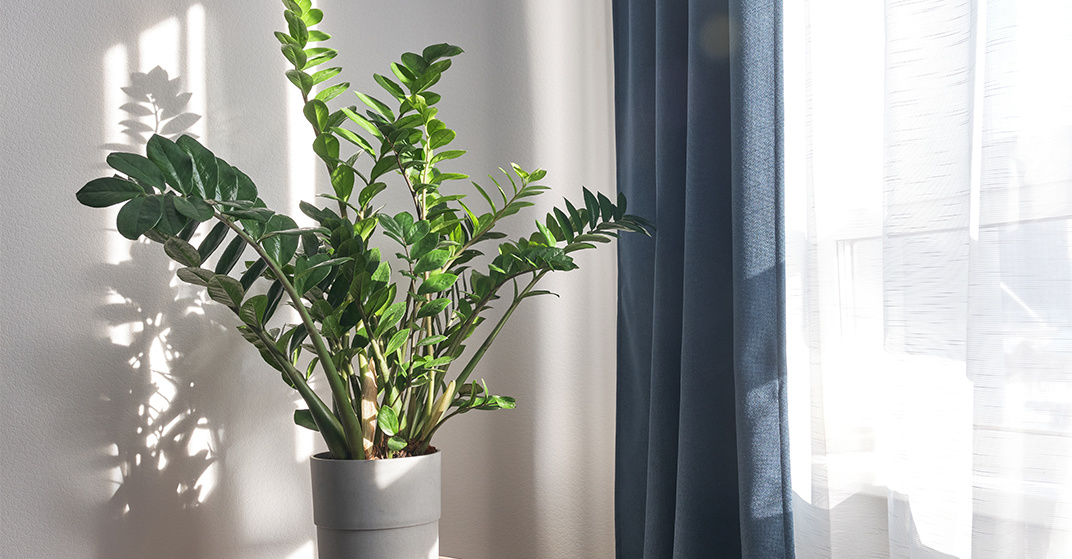 Eine ZZ-Pflanze steht vor einem sonnigen Fenster und wirft Schatten an die weiße Wand.