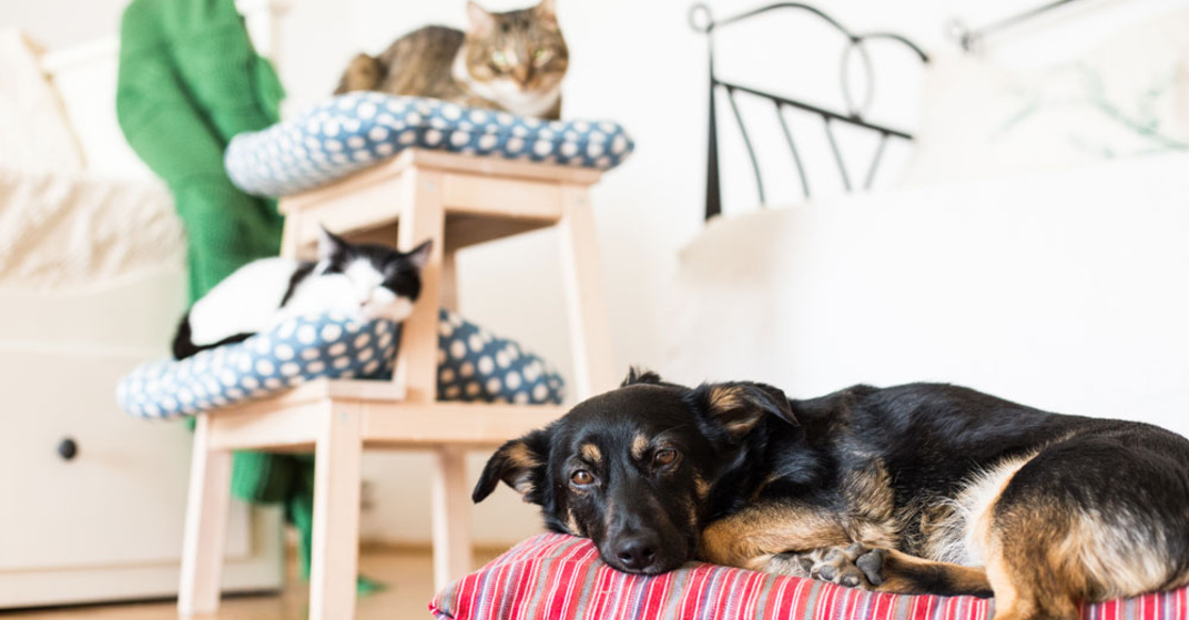 Haustiere In Der Wohnung Mietrecht Faktencheck Wohnnetat